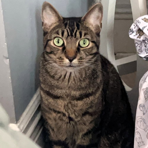 picture of the cat needing adoption