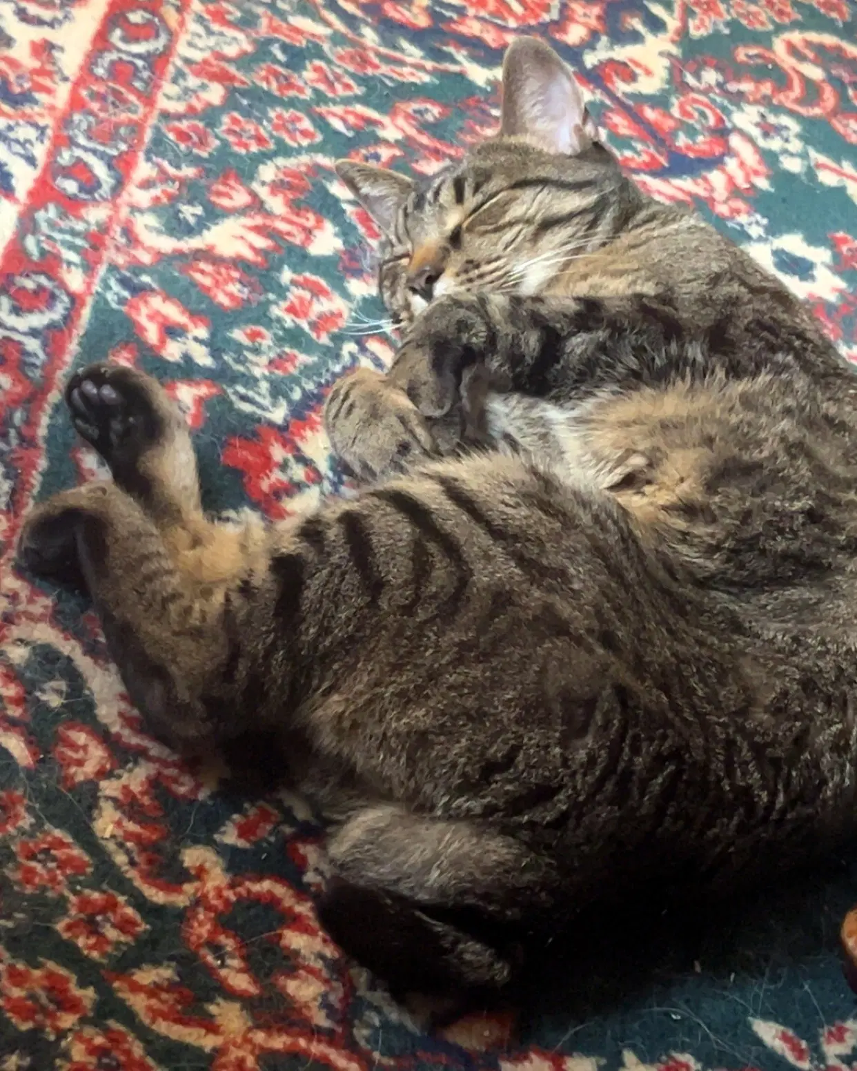 Wilbur image 4