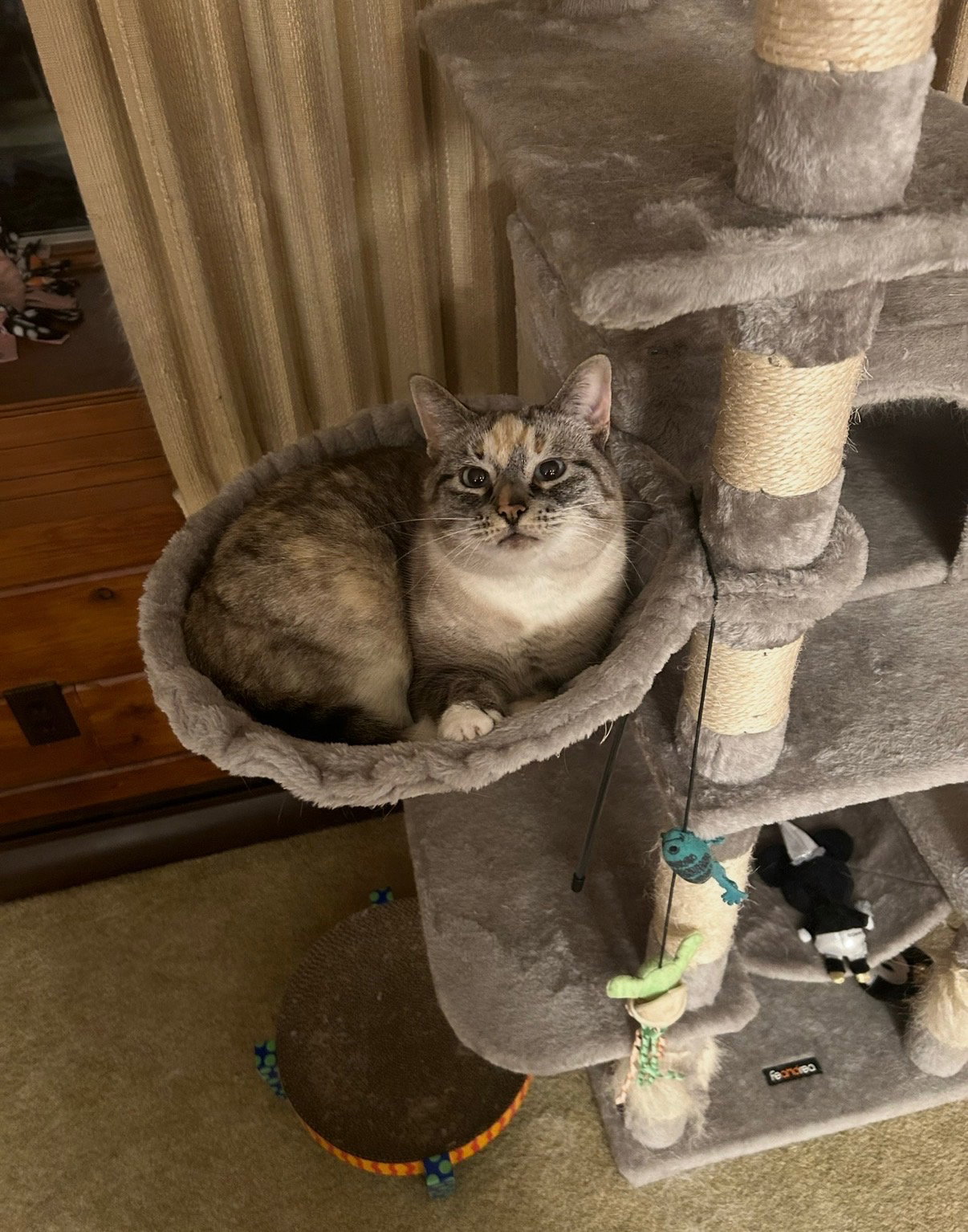 Lizzie Image