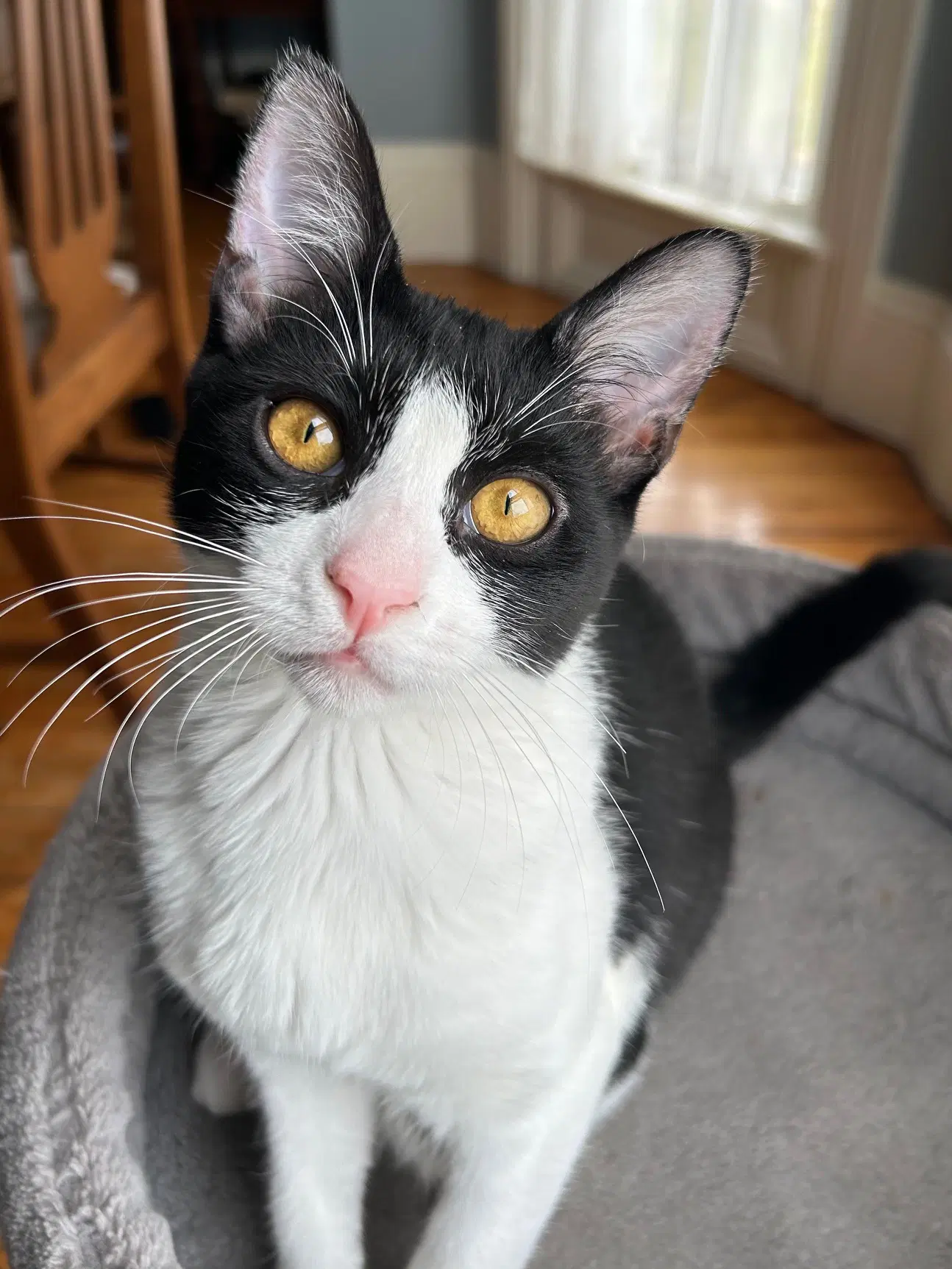 Katie - Domestic Short Hair