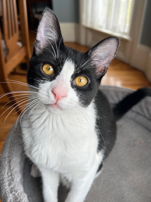 Katie, an adoptable Domestic Short Hair in Rochester, NY