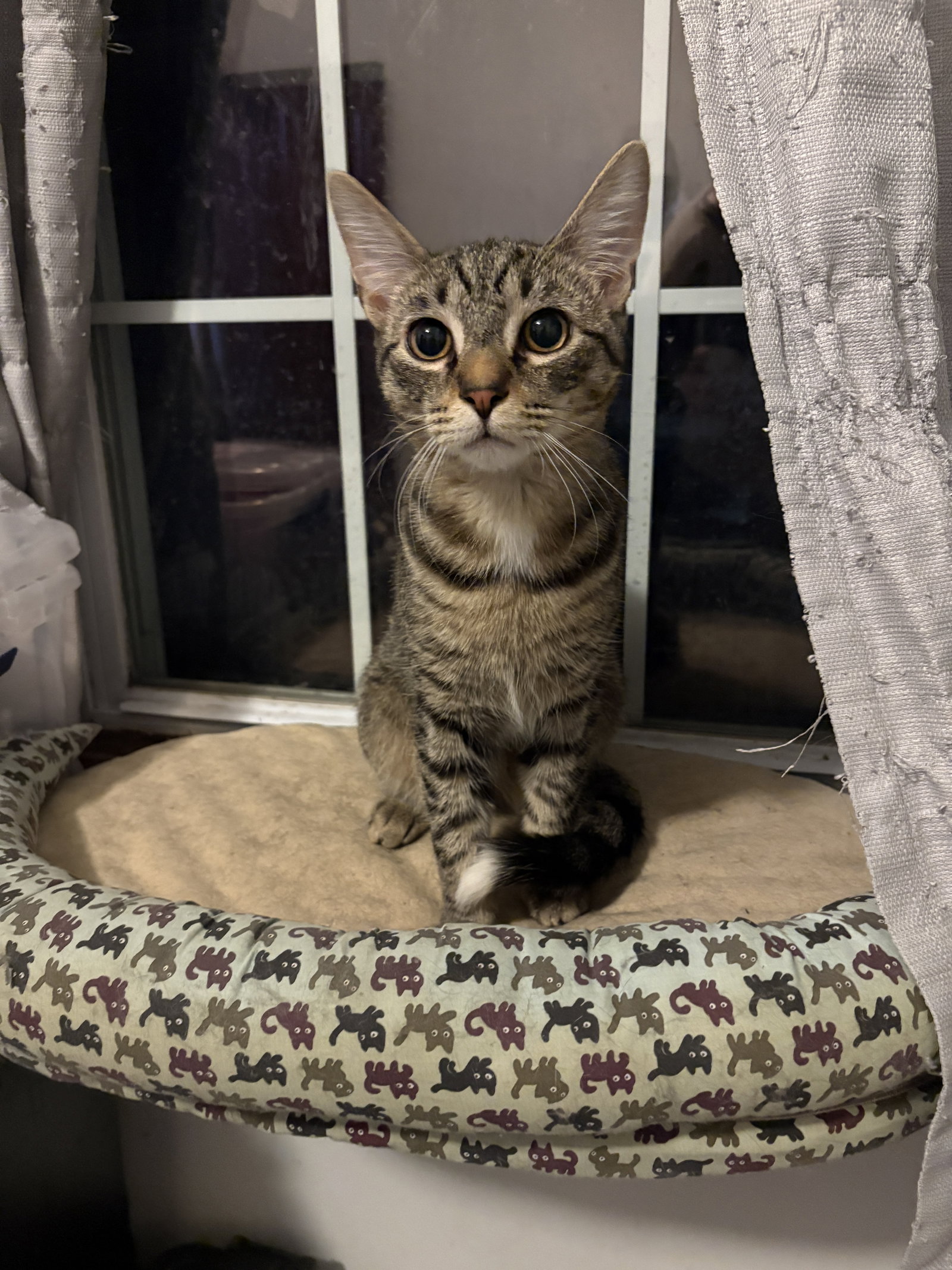 Finnegan Image