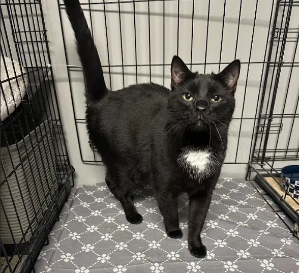 Sydney - Domestic Short Hair