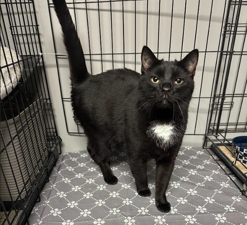 Sydney, an adoptable Domestic Short Hair in Rochester, NY