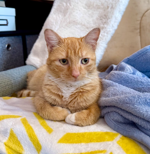 Frosty, an adoptable Domestic Short Hair in Rochester, NY