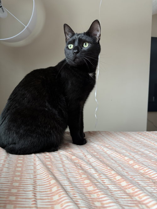 PeeWee, an adoptable Domestic Short Hair in Rochester, NY