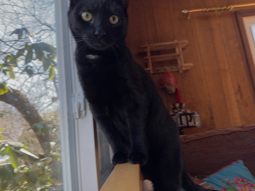 Photo 3 of PeeWee