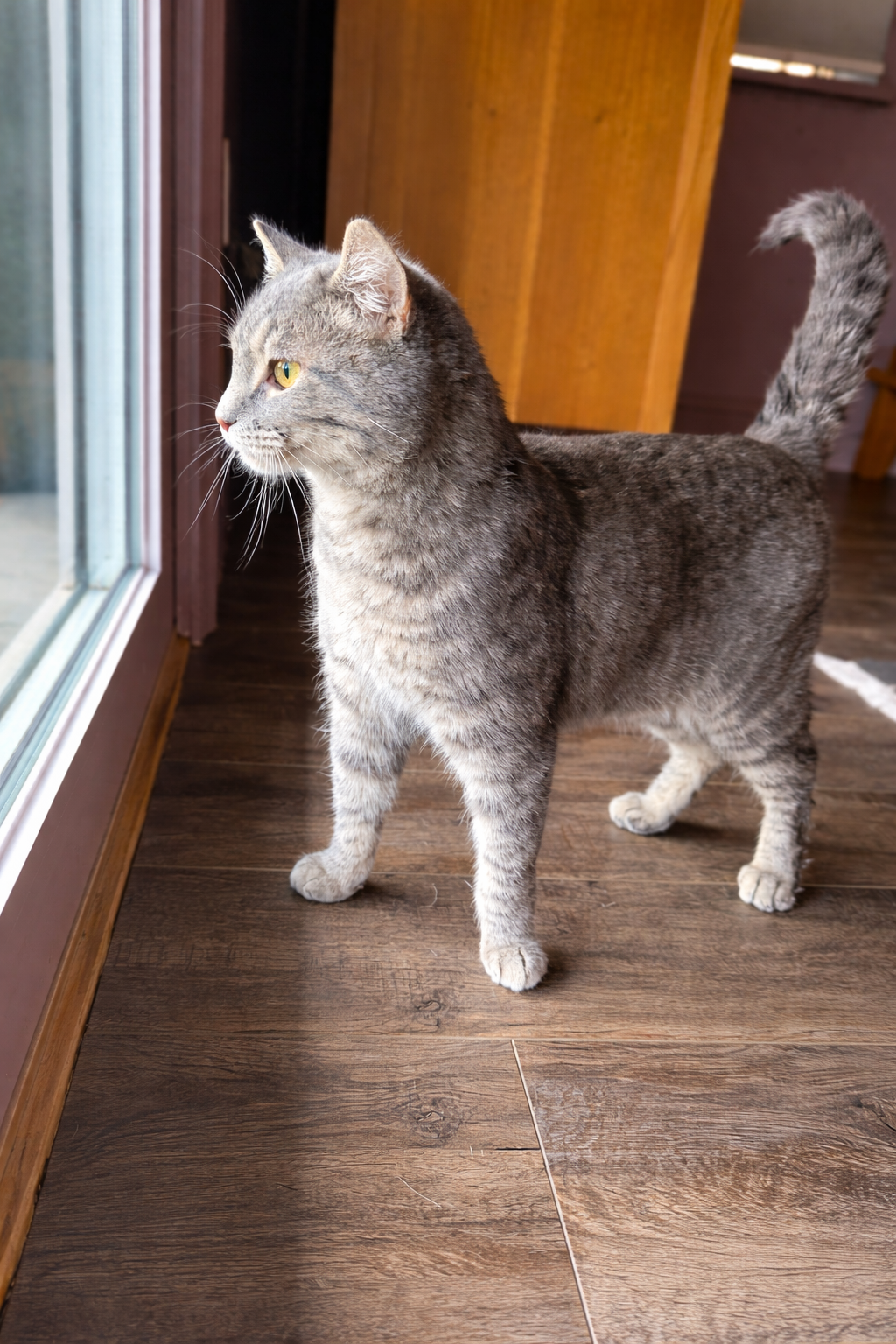 Moxie Image
