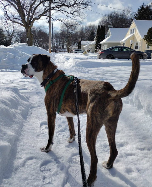 Hercules, an adoptable Boxer in Rochester, NY