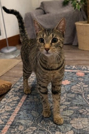 Miss Kitty, an adoptable Domestic Short Hair in Rochester, NY