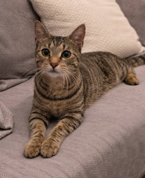 Photo 2 of Miss Kitty