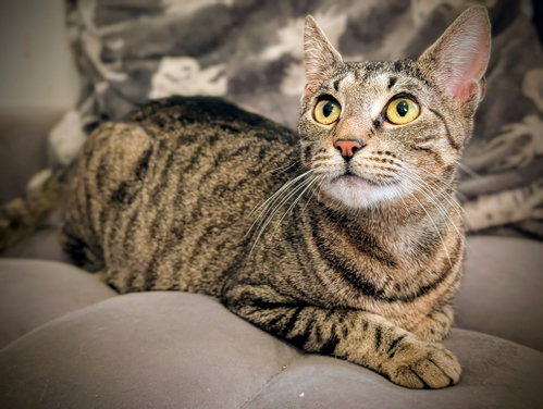 Photo 3 of Miss Kitty