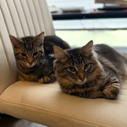 Whiskey & Bourbon, an adoptable Domestic Short Hair in Rochester, NY
