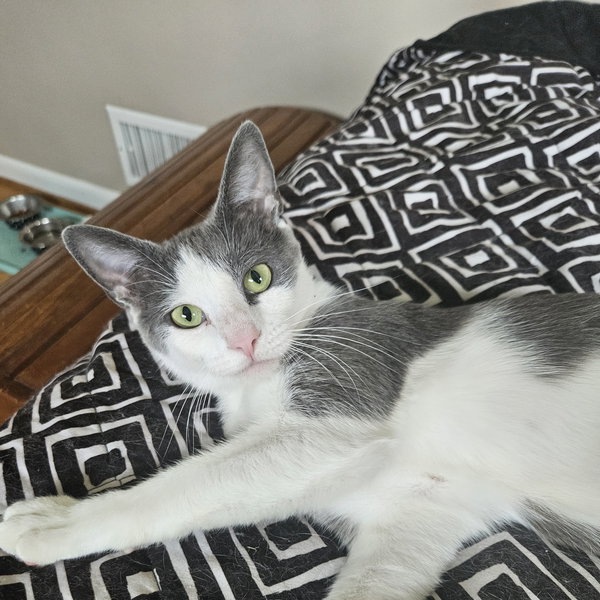 Willow