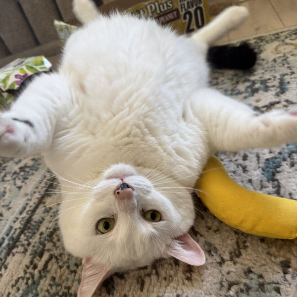 Otis