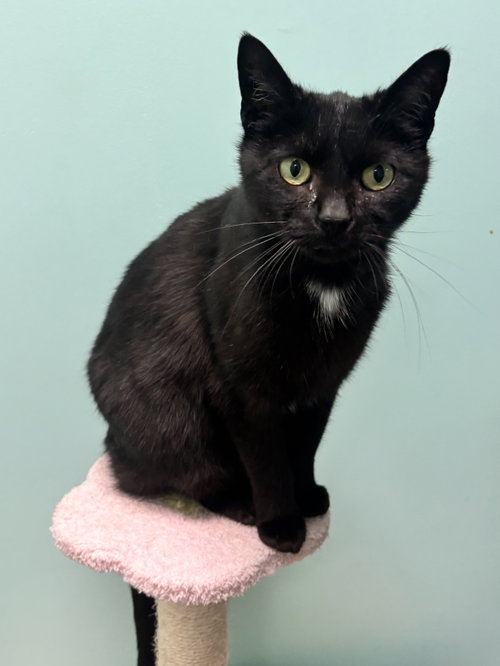 DELILAH - Domestic Short Hair available for adoption