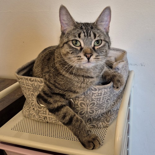 Maple Brownie, Young Domestic Short Hair (short coat), cat for adoption in Rochester, New York