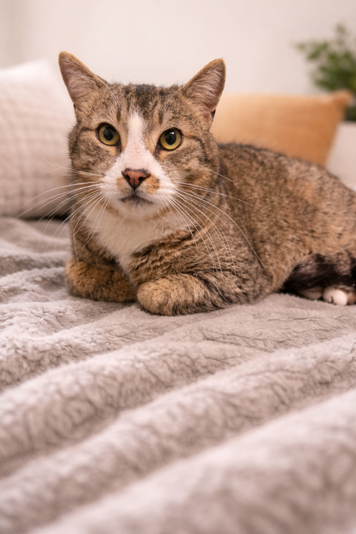 Richie, Adult Domestic Short Hair (short coat), cat for adoption in Rochester, New York