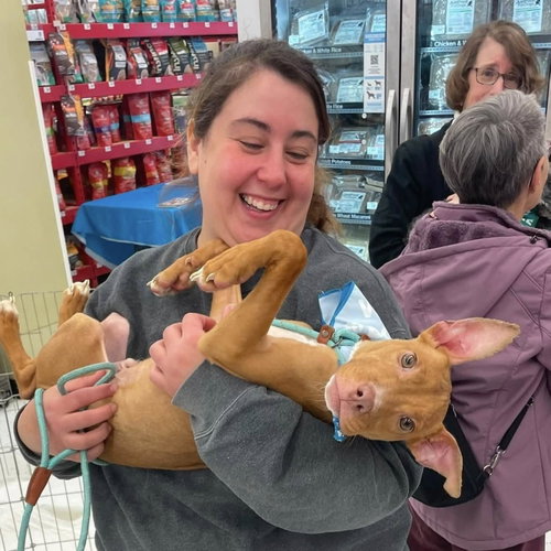 Ellis, an adoptable Pit Bull Terrier in Rochester, NY