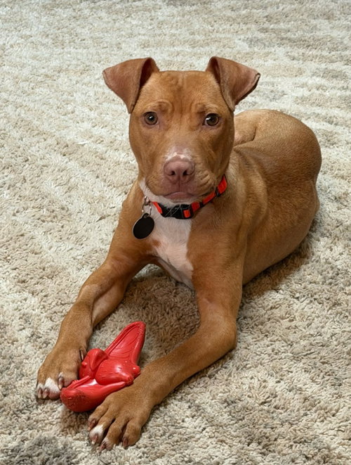 Ellis, an adoptable Pit Bull Terrier in Rochester, NY