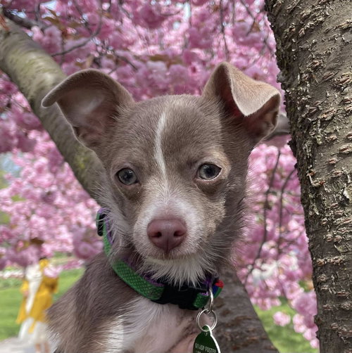 Robin, an adoptable Chihuahua in Rochester, NY