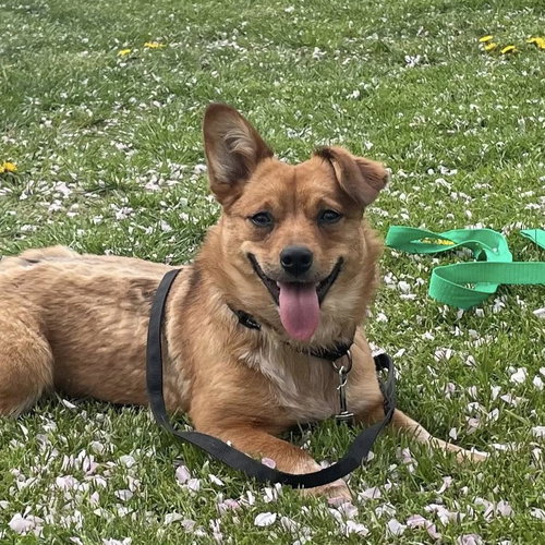 Betsy, an adoptable Corgi in Rochester, NY