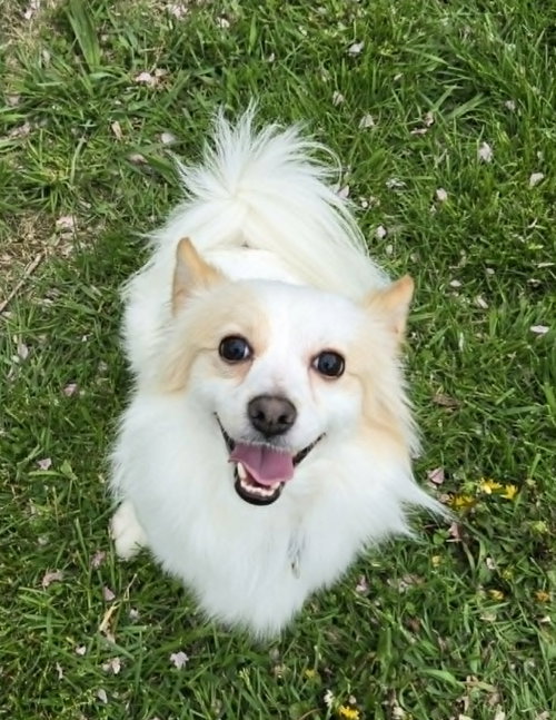 Benito, an adoptable Chihuahua in Rochester, NY