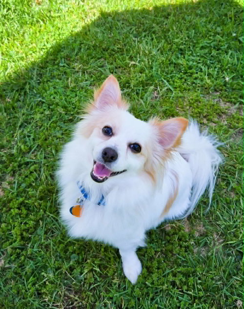 Benito, an adoptable Chihuahua in Rochester, NY