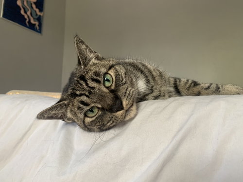 Bebe, an adoptable Domestic Short Hair in Rochester, NY