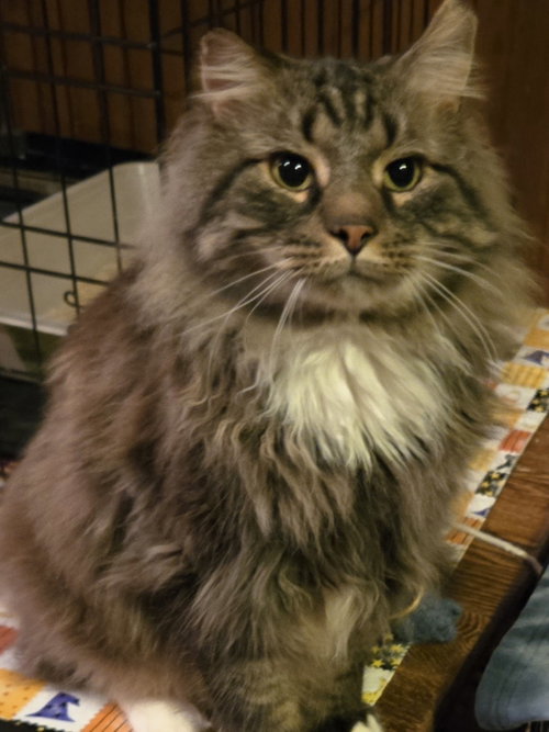 Dewey