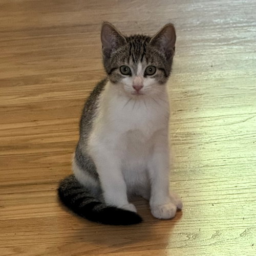 Pixel