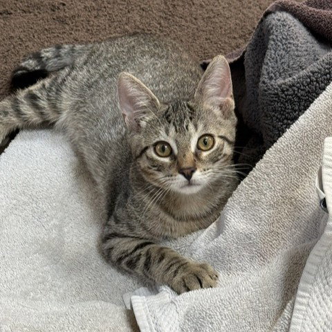 Paco