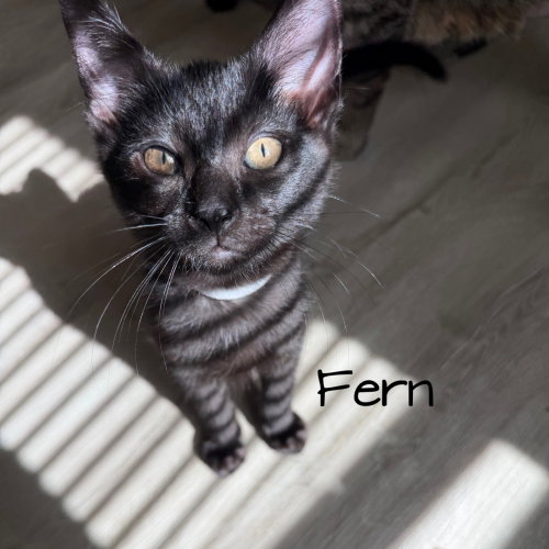 Fern