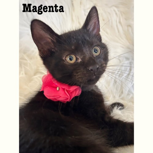 Magenta