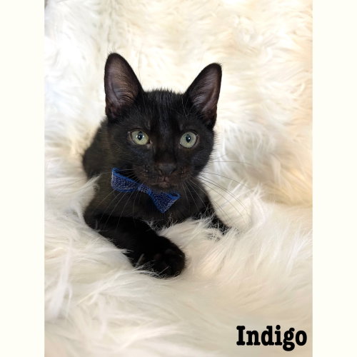 Indigo photo 2