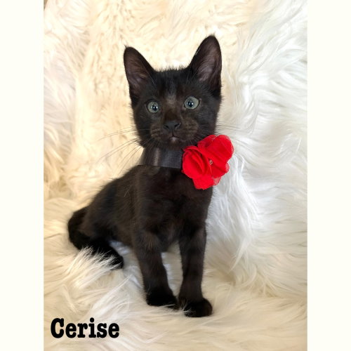 Cerise
