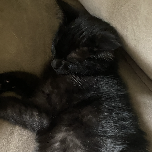 Leafbud, an adoptable Domestic Short Hair in Rochester, NY