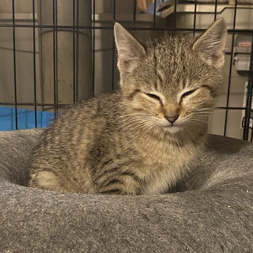 Tiger Baby, an adoptable Domestic Short Hair in Rochester, NY
