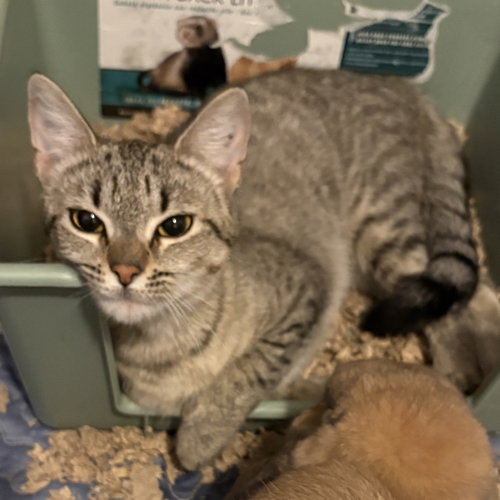Calista, an adoptable Domestic Short Hair in Rochester, NY