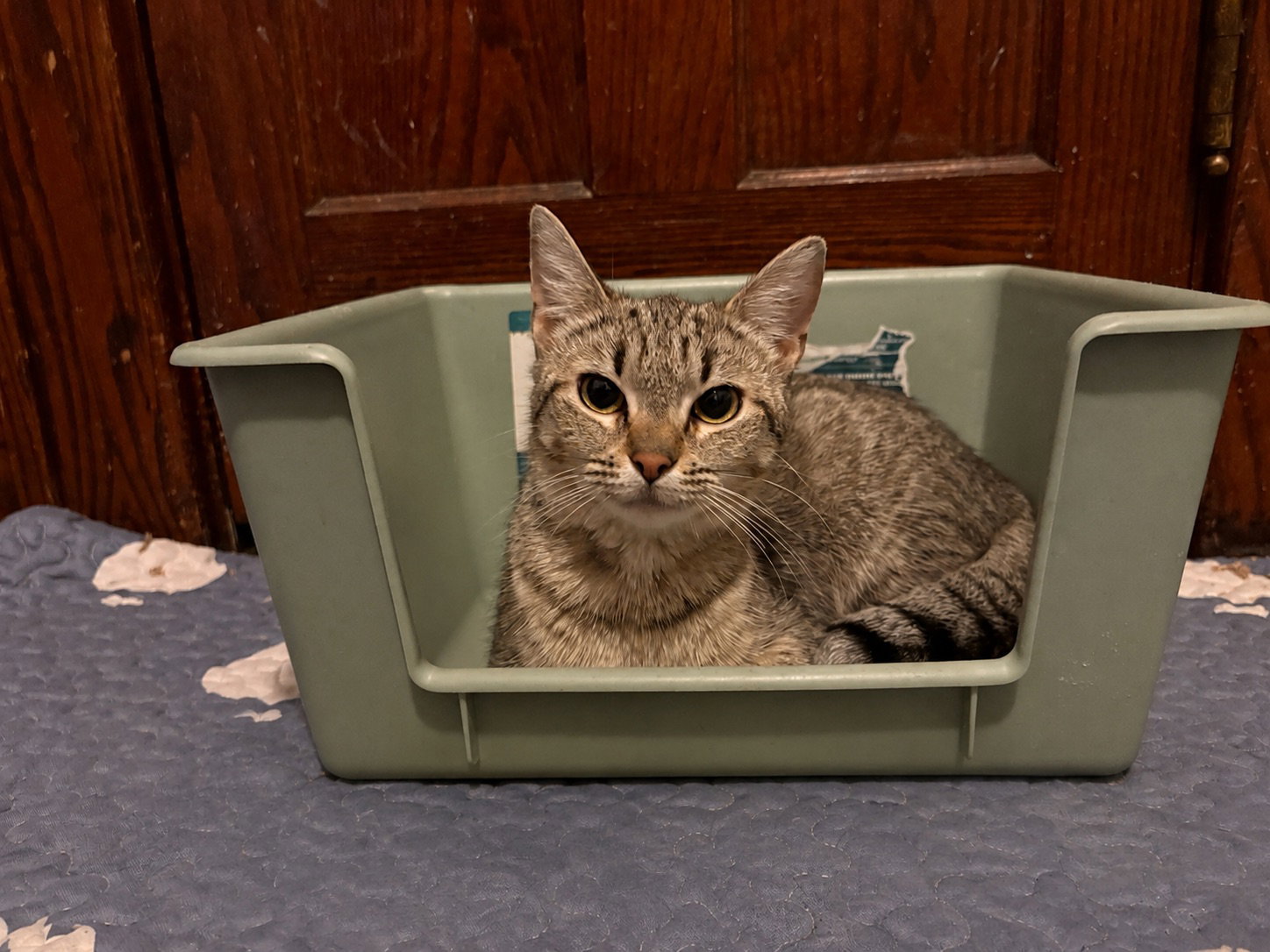 Calista, cat