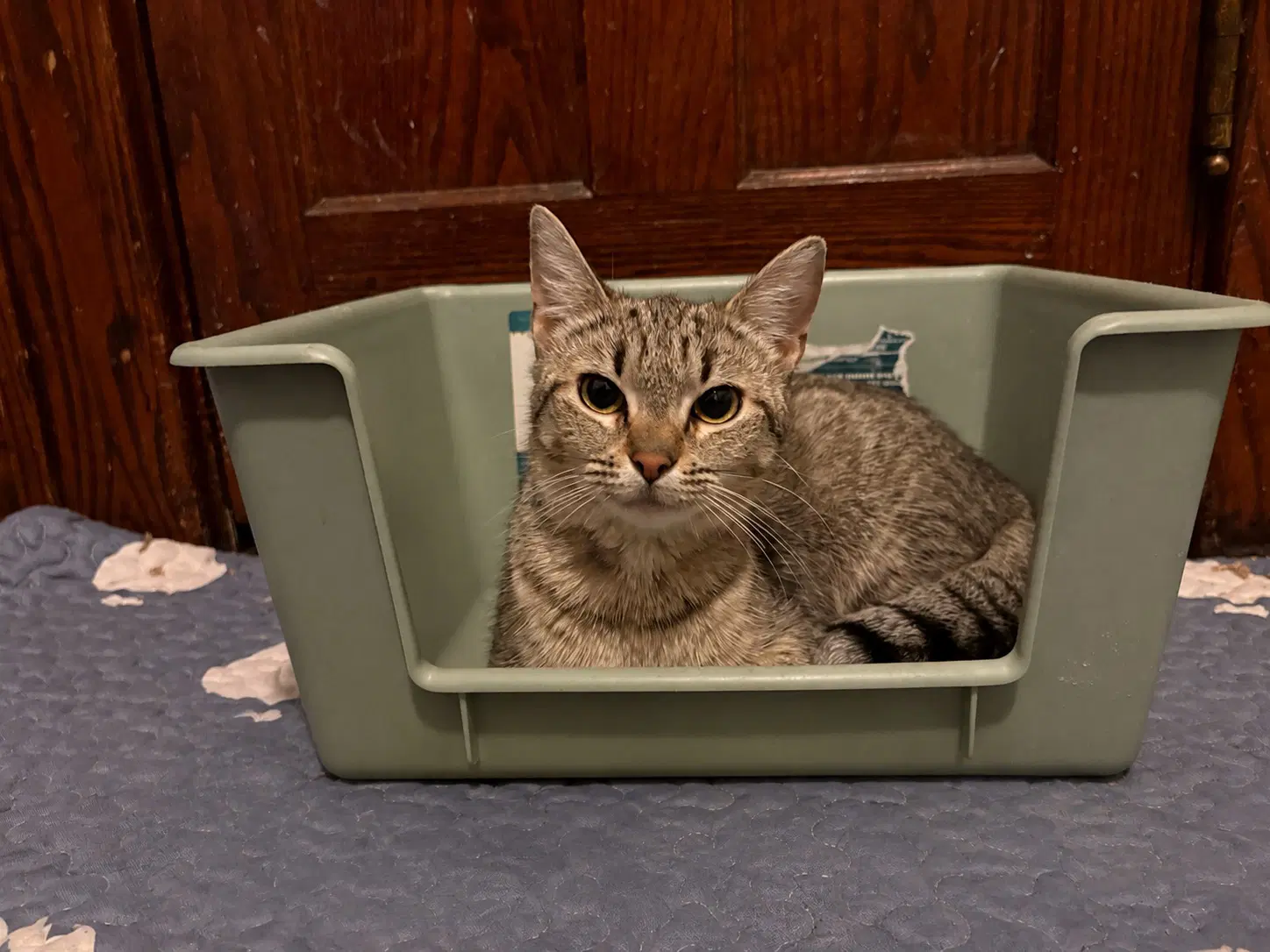 Calista - Domestic Short Hair