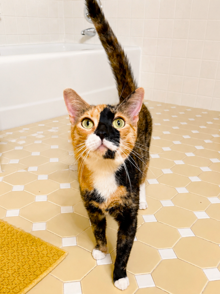 Blaze, an adoptable Domestic Short Hair in Rochester, NY