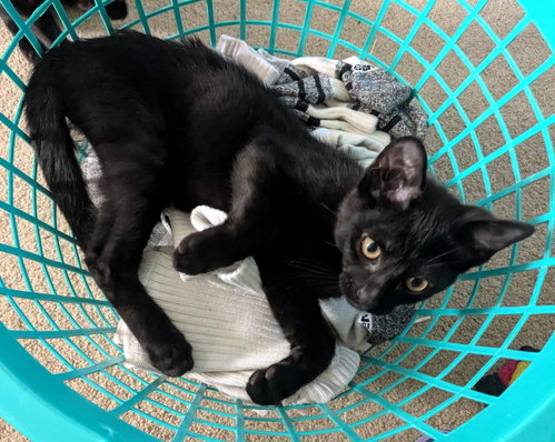 Charcoal, an adoptable Domestic Short Hair in Rochester, NY