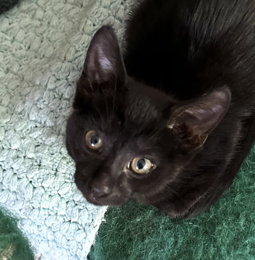 Soot, an adoptable Domestic Short Hair in Rochester, NY