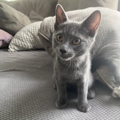 Elliott, an adoptable Domestic Short Hair in Rochester, NY