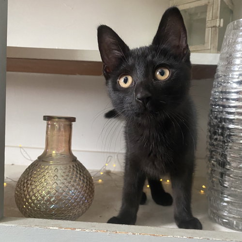 Missie, an adoptable Domestic Short Hair in Rochester, NY