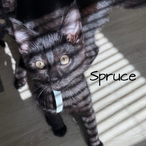 Spruce photo 2