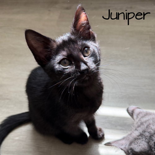 Juniper