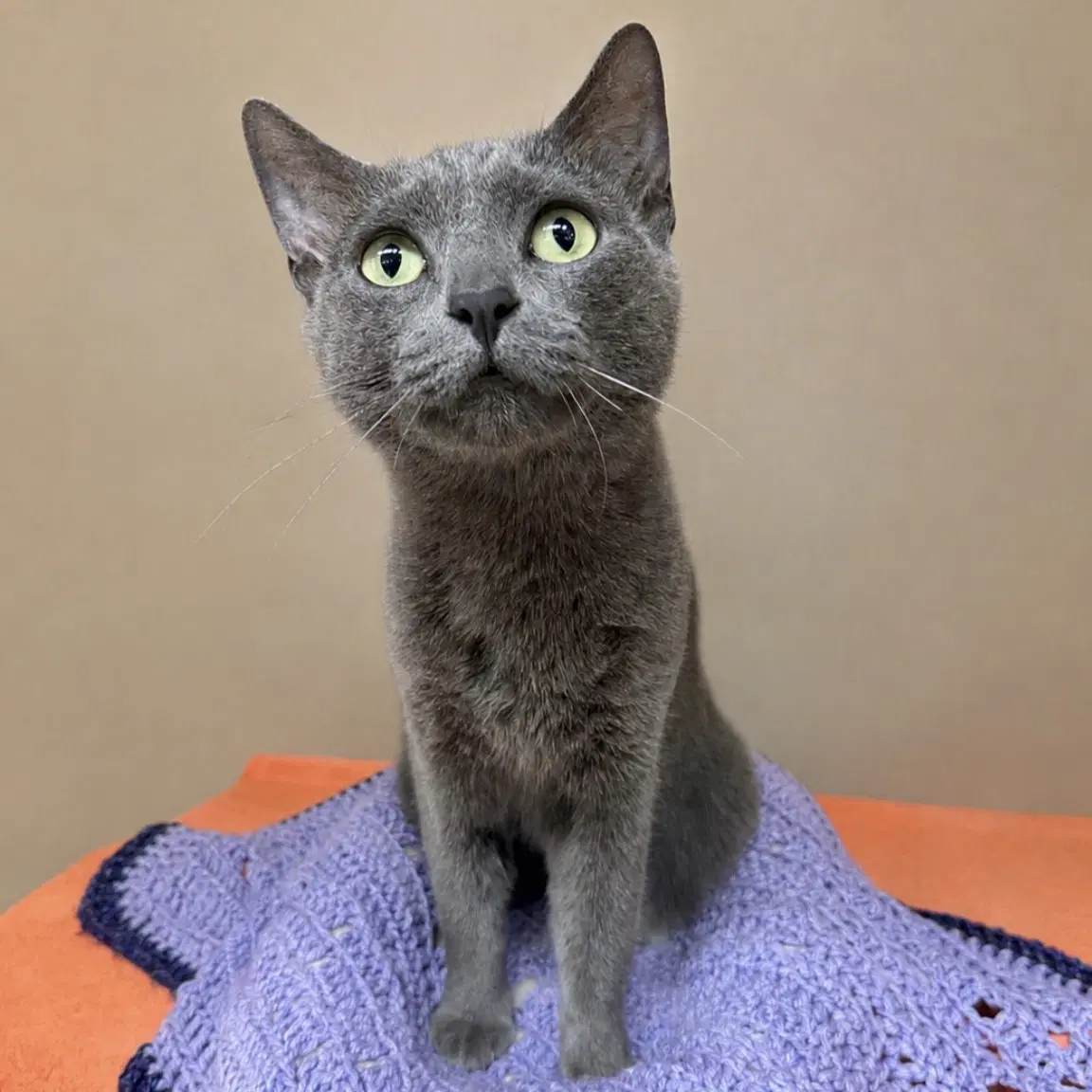 Opal Alice - Domestic Short Hair