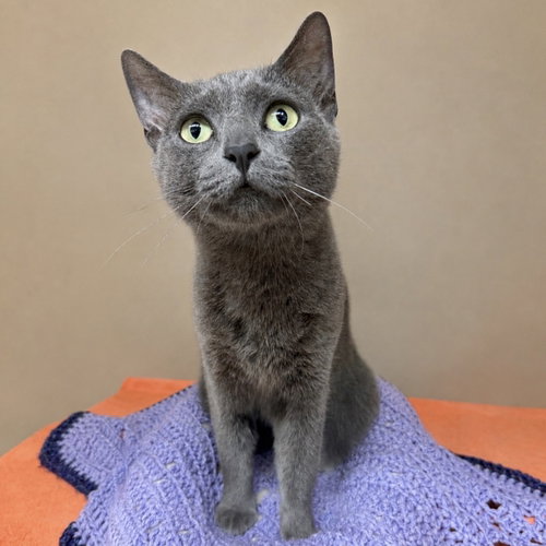 Opal Alice, an adoptable Domestic Short Hair in Rochester, NY